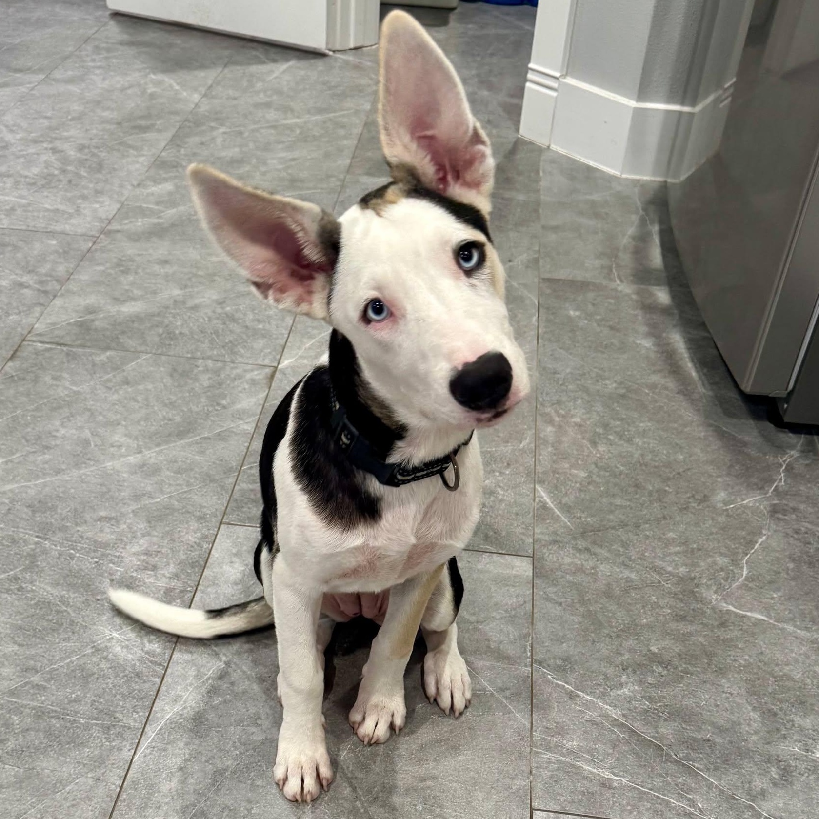 Enlarge Mayfly, a Adoptable mixed breed in Milwaukee, WI image 2/5