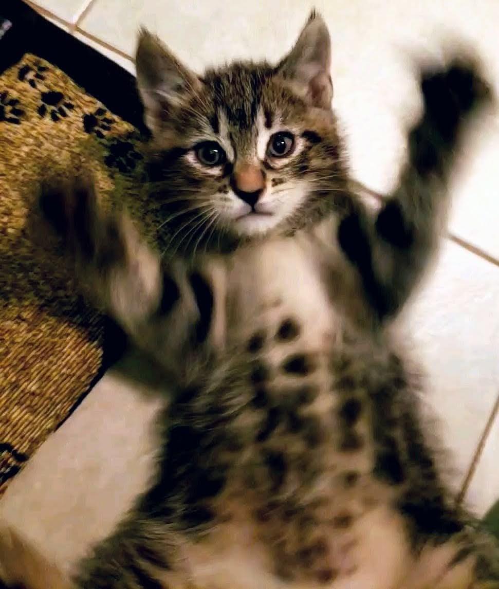 Enlarge Cillian, an adopted Tabby in Bow, WA image 5/5