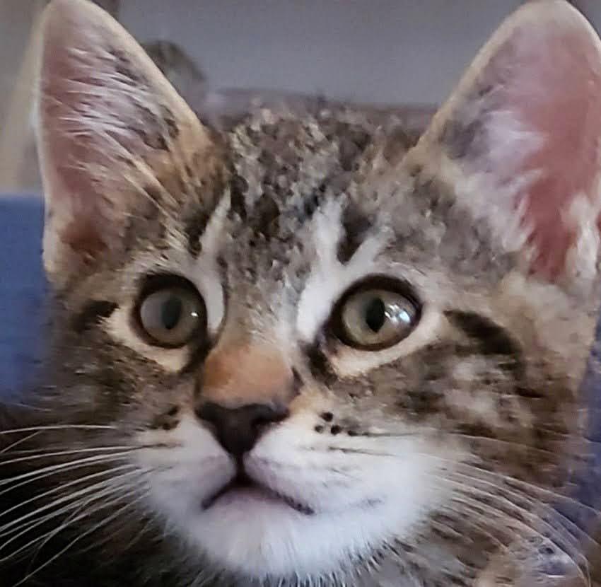 Enlarge Cillian, an adopted Tabby in Bow, WA image 3/5