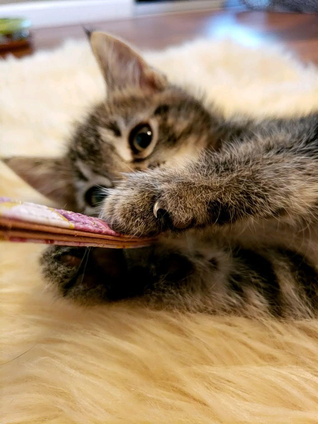 Enlarge Cillian, an adopted Tabby in Bow, WA image 4/5