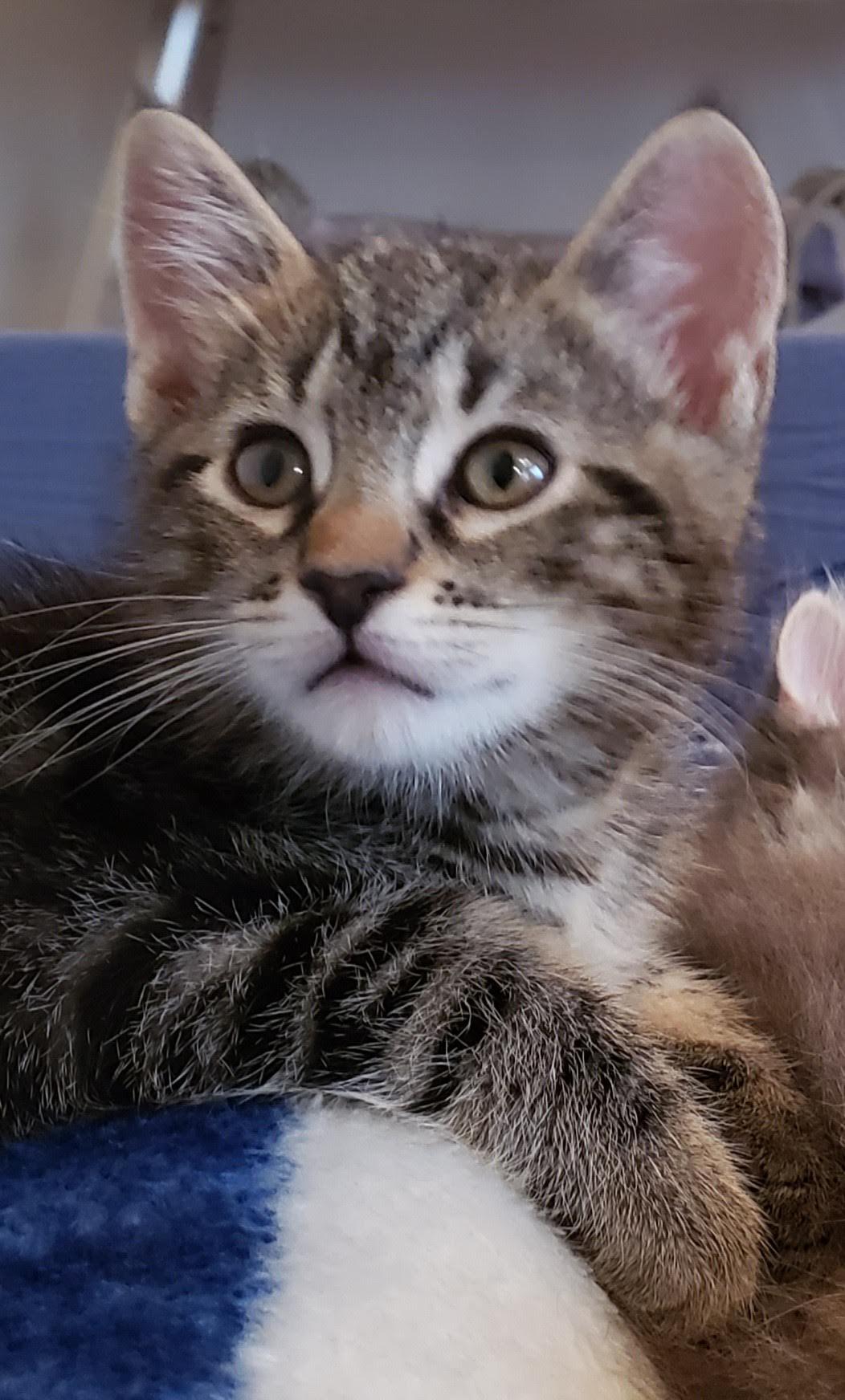 Cillian, adopted, Kitten Male Tabby.