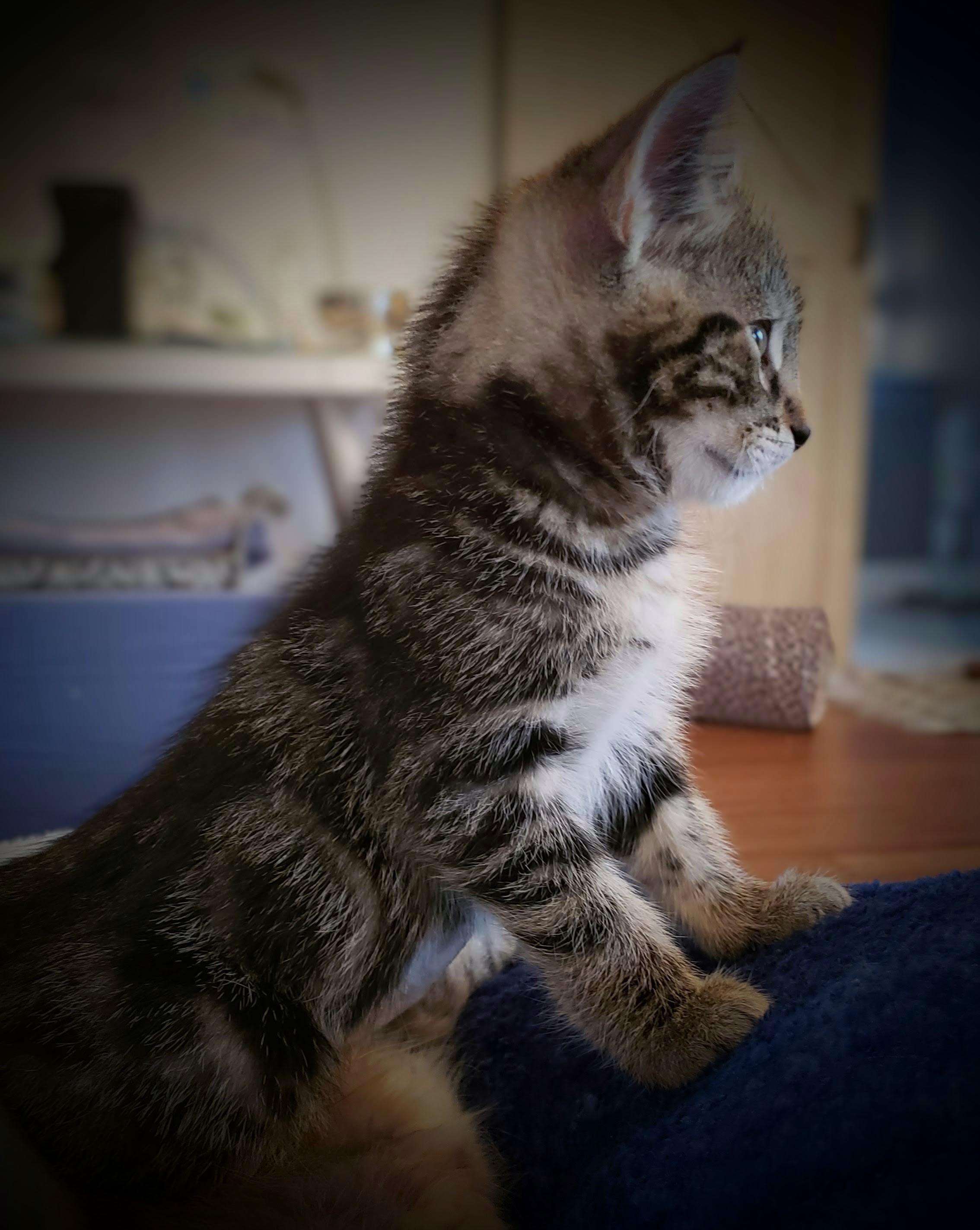 Enlarge Cillian, an adopted Tabby in Bow, WA image 2/5