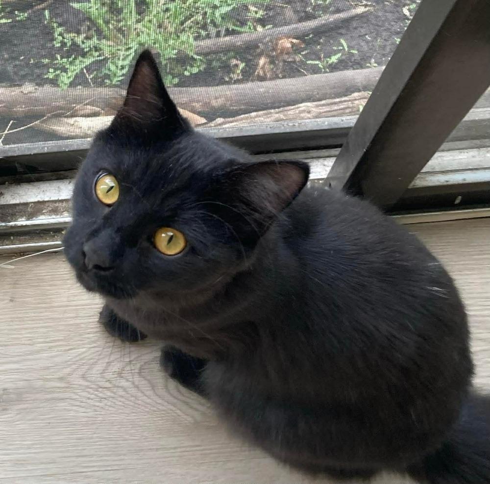 GiGi, Adoptable, Young Male Domestic Short Hair.