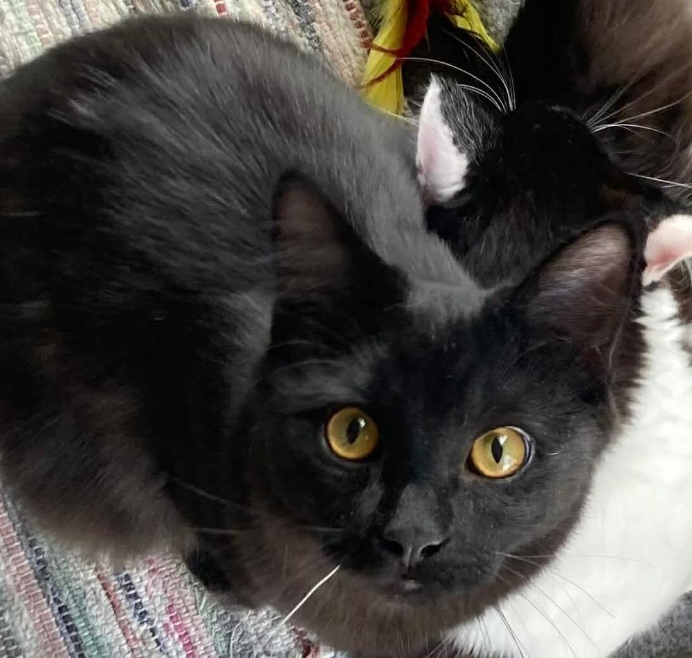 Enlarge GiGi, a Adoptable Domestic Short Hair in Chicago, IL image 2/6