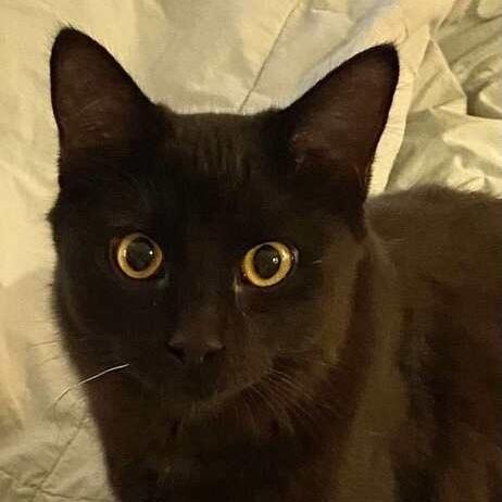 GiGi, Adoptable, Young Male Domestic Short Hair.