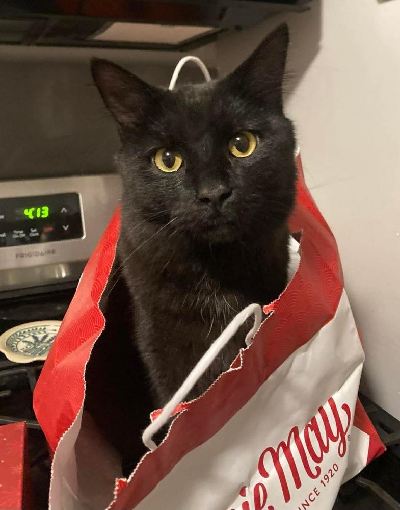 Enlarge GiGi, a Adoptable Domestic Short Hair in Chicago, IL image 4/6