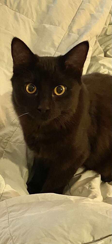 GiGi, a Adoptable Domestic Short Hair in Chicago, IL image 2/4