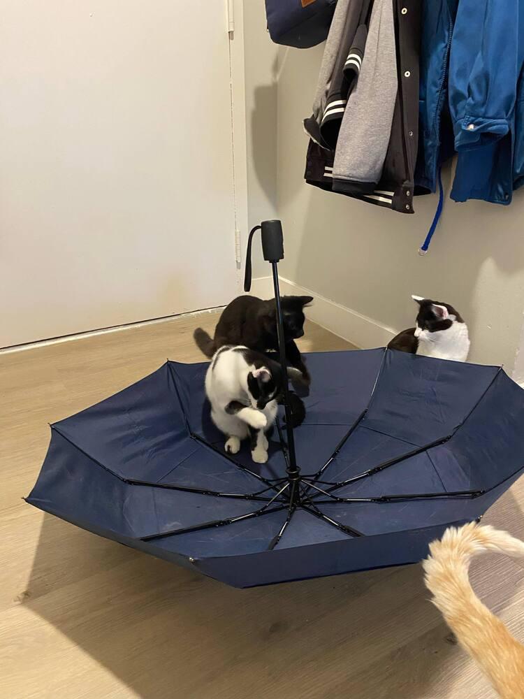 GiGi, a Adoptable Domestic Short Hair in Chicago, IL image 4/4