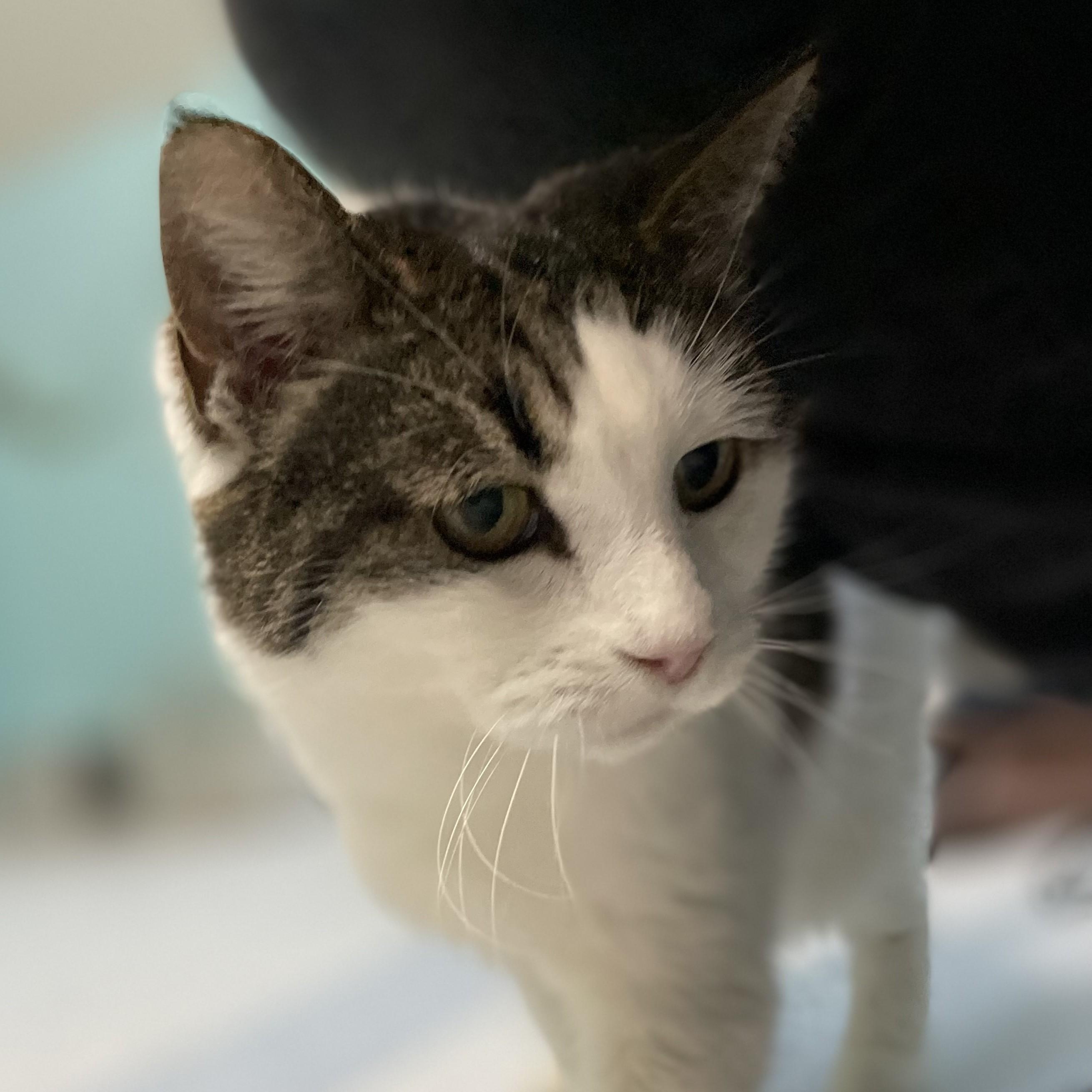 Enlarge Kiki - Very Affectionate, a ADOPTABLE Tabby in Hoquiam, WA image 4/6