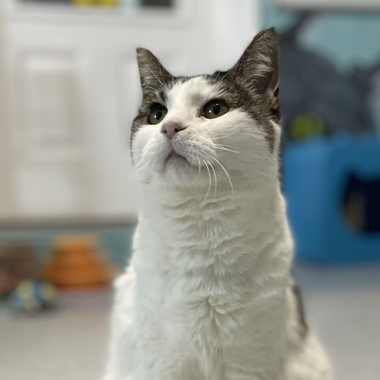 Kiki - Very Affectionate, ADOPTABLE, Adult Female Tabby.