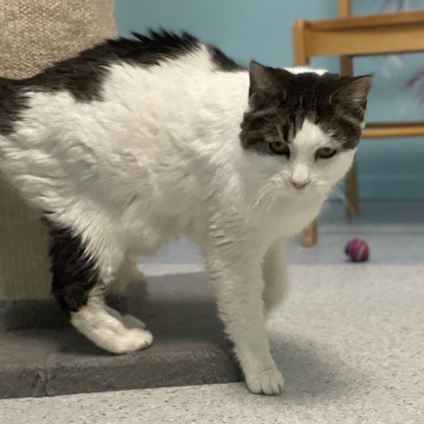 Enlarge Kiki - Very Affectionate, a ADOPTABLE Tabby in Hoquiam, WA image 5/6