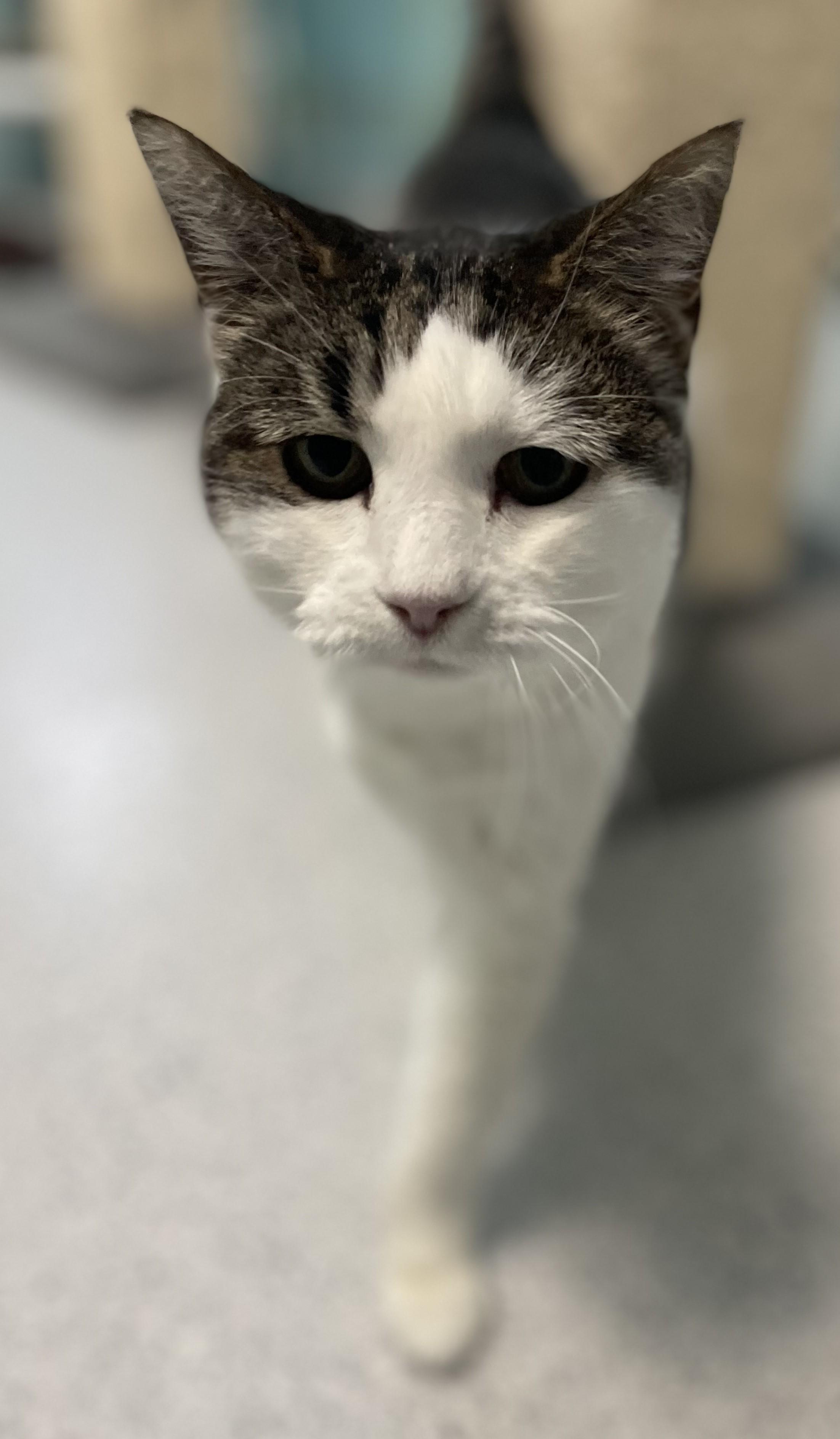 Enlarge Kiki - Very Affectionate, a ADOPTABLE Tabby in Hoquiam, WA image 6/6