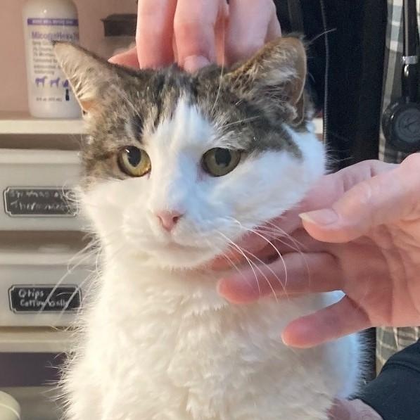 Enlarge Kiki - Very Affectionate, a ADOPTABLE Tabby in Hoquiam, WA image 2/6