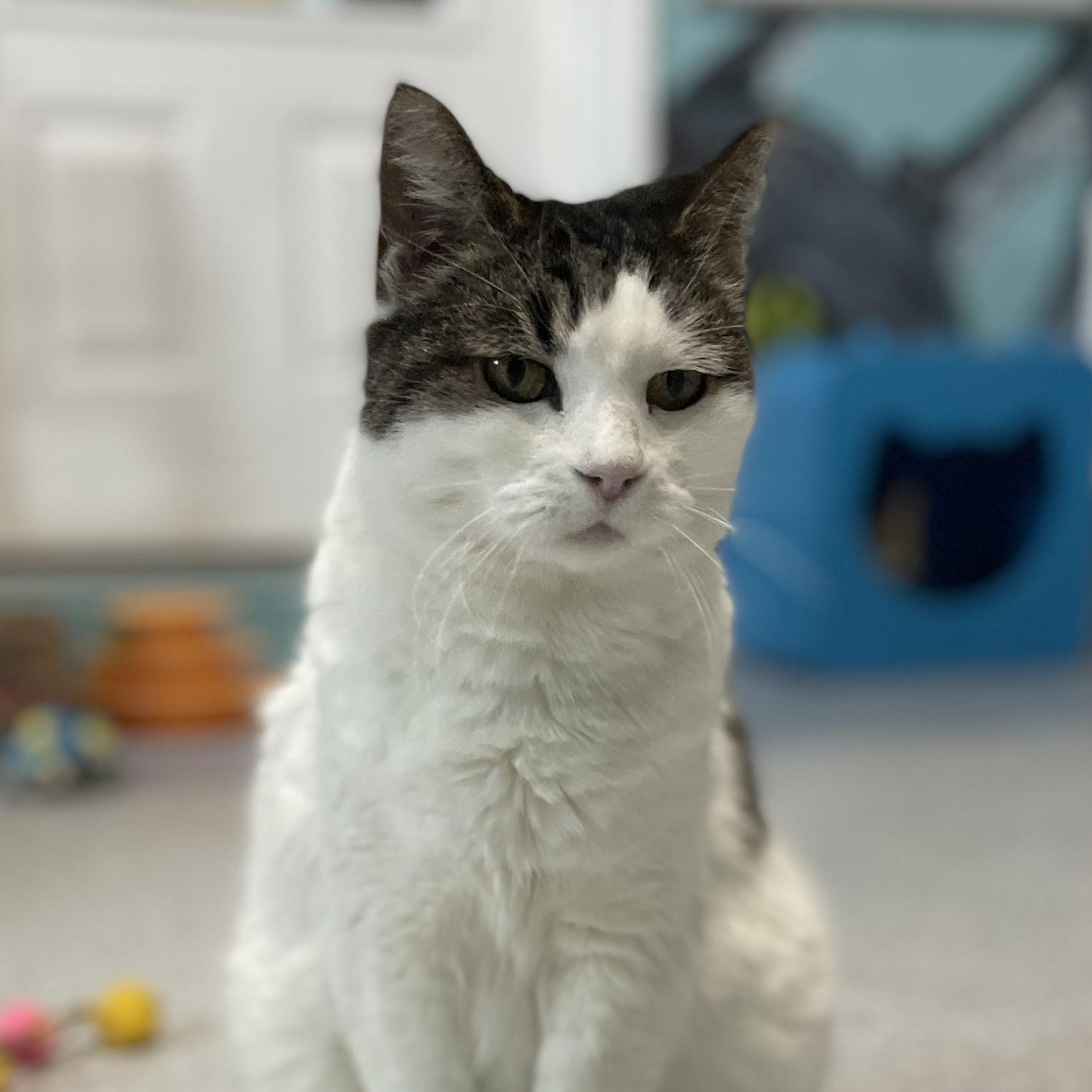 Enlarge Kiki - Very Affectionate, a ADOPTABLE Tabby in Hoquiam, WA image 3/6