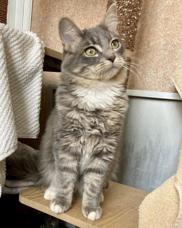 Alessandro, Adoptable, Young Male Domestic Medium Hair.