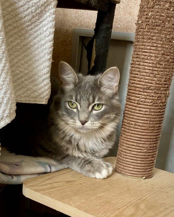 Alessandro, a Adoptable mixed breed in Novato, CA image 2/3