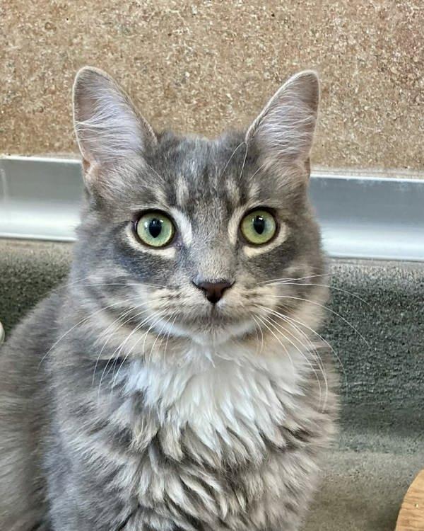 Alessandro, a Adoptable mixed breed in Novato, CA image 3/3