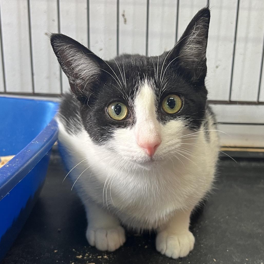 Jenga, Adoptable, Young Male Domestic Short Hair.