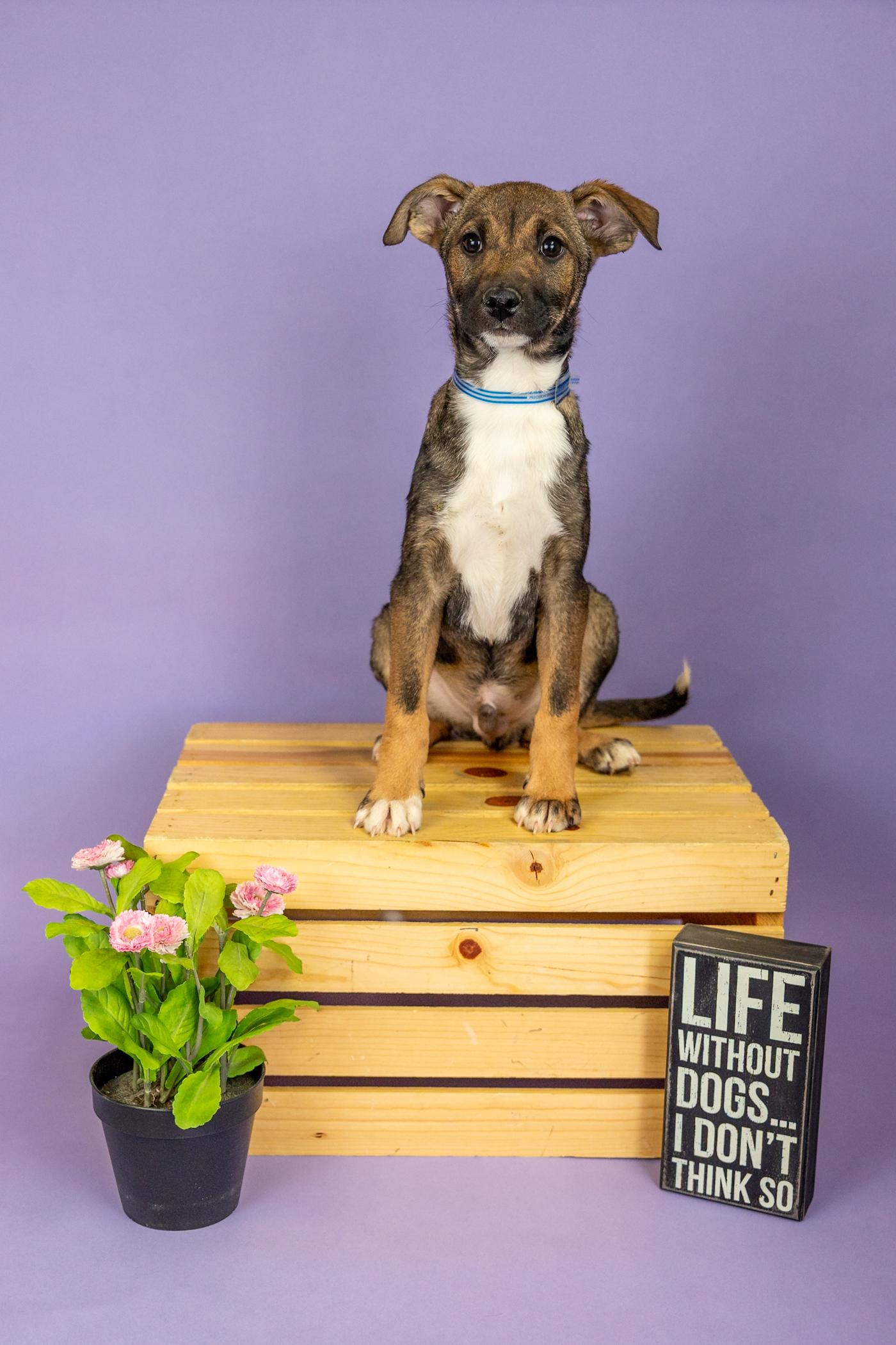 153-26, adopted, Puppy Male Australian Cattle Dog / Blue Heeler.