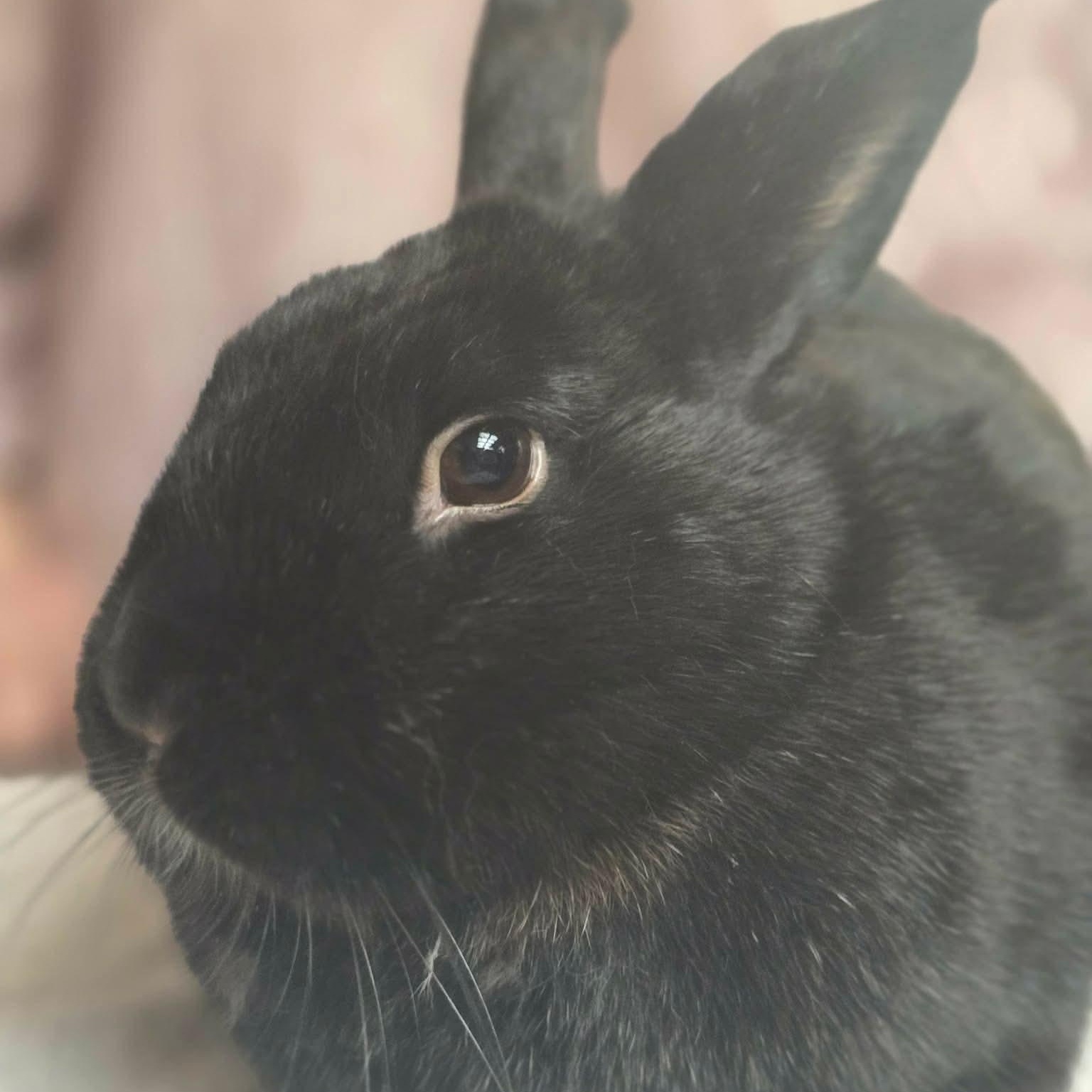 Ziggy, Adoptable, Young Male Havana.