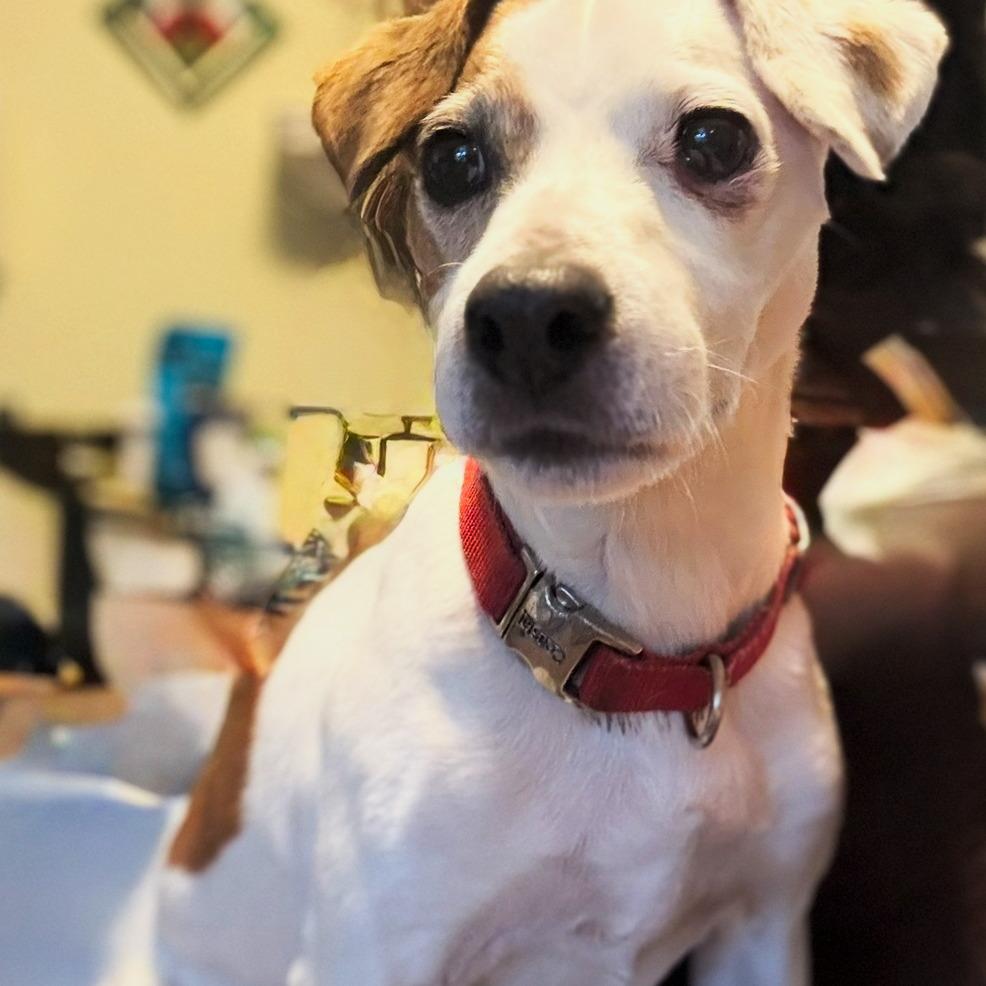 Enlarge Dagger **Community Post**, an adopted Jack Russell Terrier in Floyd, VA image 2/5