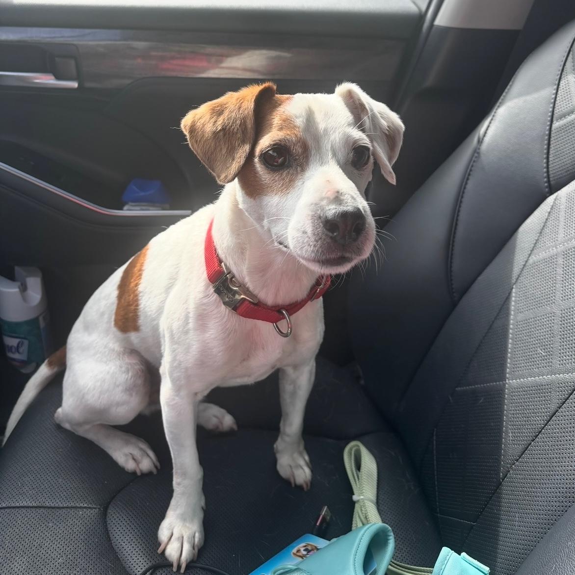 Dagger **Community Post**, ADOPTABLE, Adult Male Jack Russell Terrier.