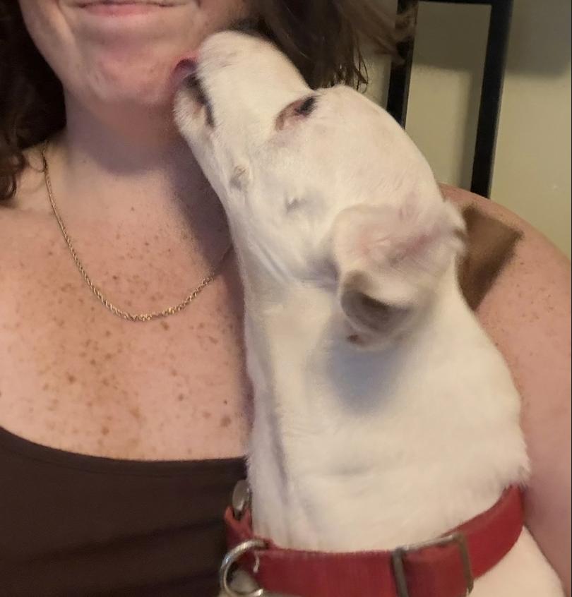 Enlarge Dagger **Community Post**, an adopted Jack Russell Terrier in Floyd, VA image 3/5