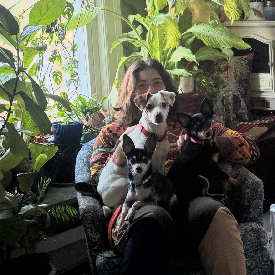 Enlarge Dagger **Community Post**, an adopted Jack Russell Terrier in Floyd, VA image 4/5