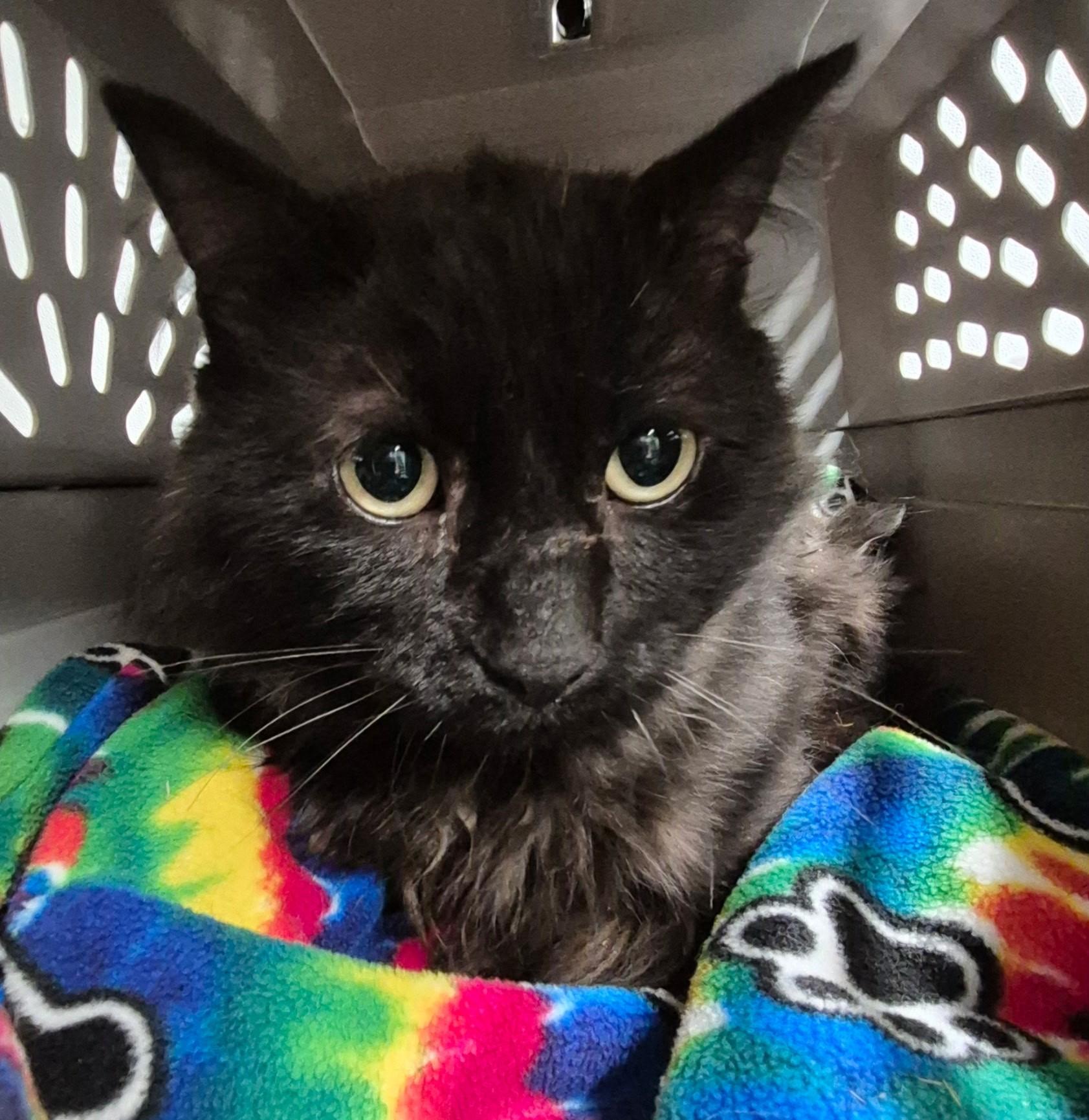 Miso, ADOPTABLE, Adult Male Domestic Medium Hair.