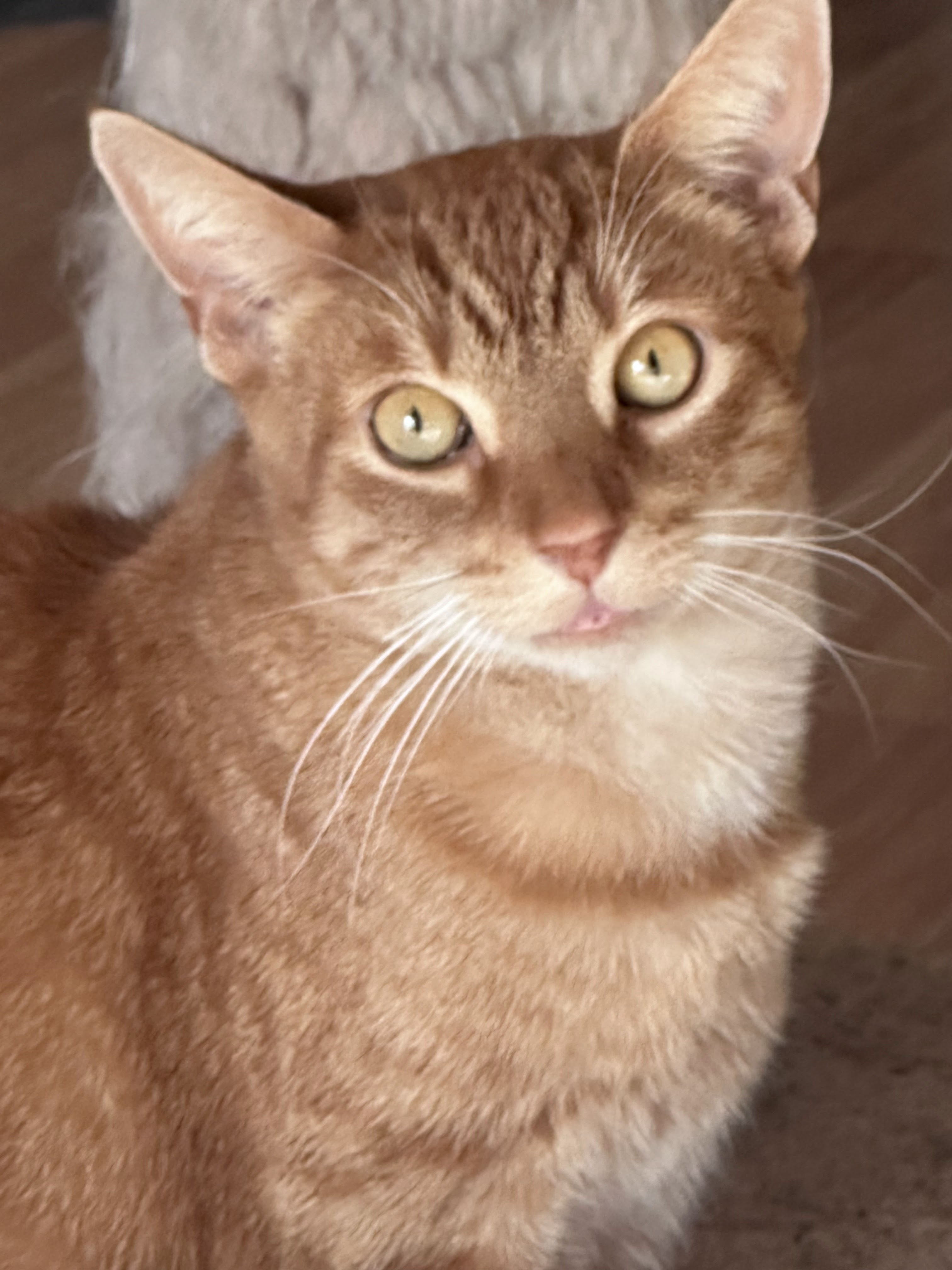 Colby Jack aka CJ photo 2