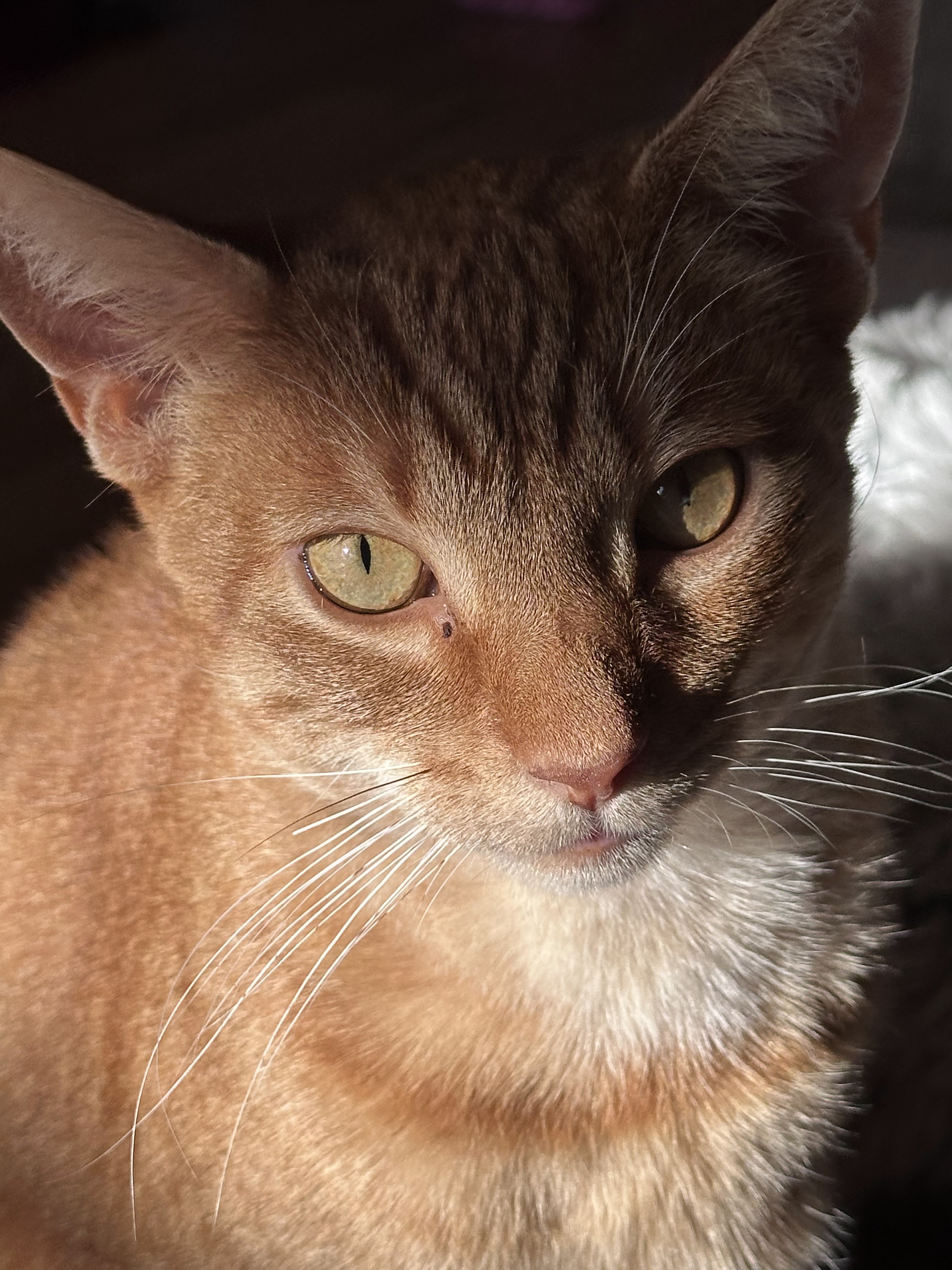 Colby Jack aka CJ, Adult Male Domestic Short Hair