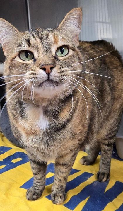 Siri Coco — thumbnail 2