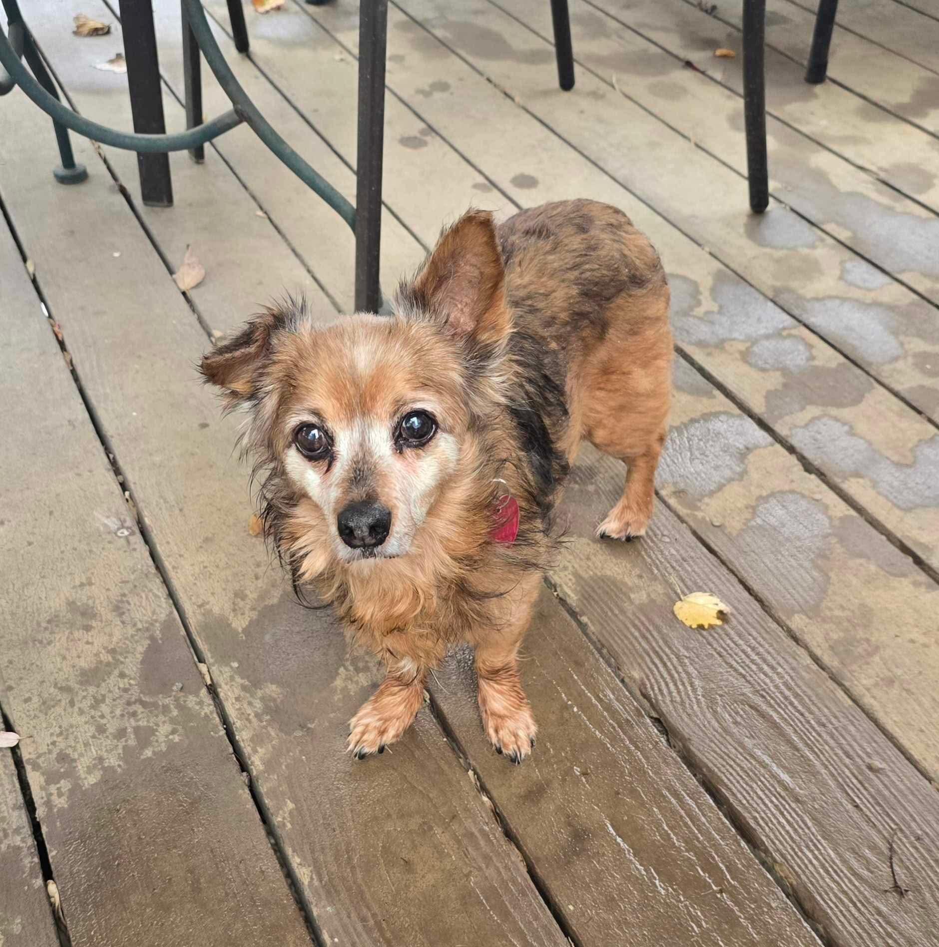 Enlarge Buddy, a Adoptable mixed breed in Paoli, IN image 1/1