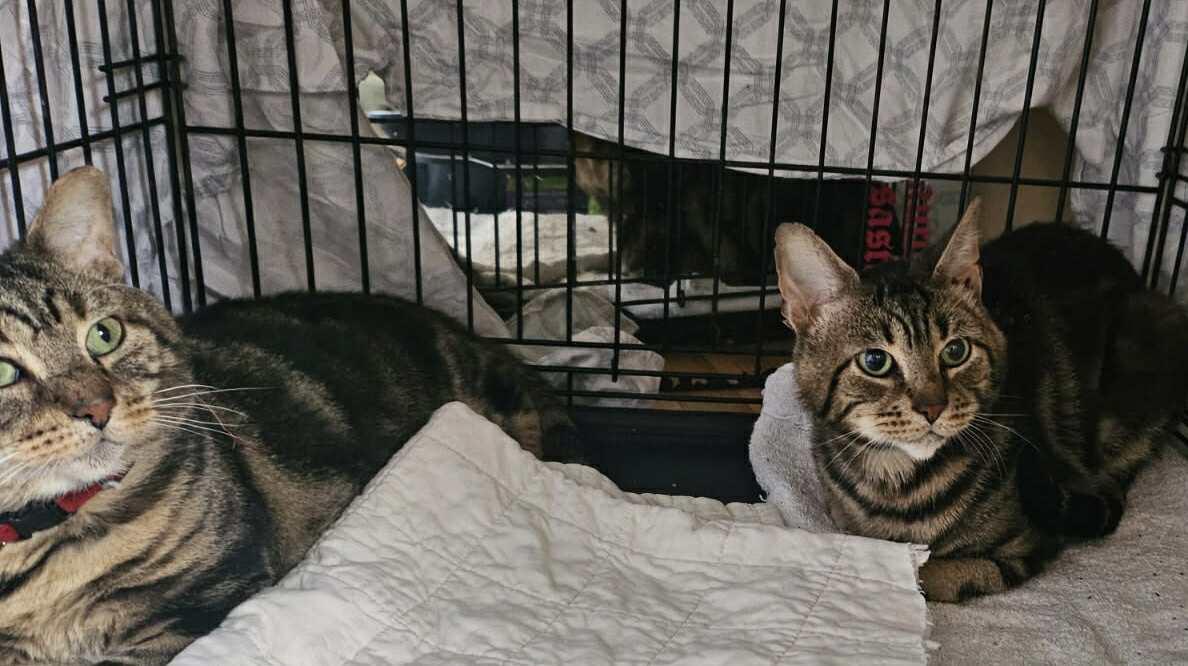 Enlarge Roscoe, a Adoptable Domestic Short Hair in Keansburg, NJ image 5/6