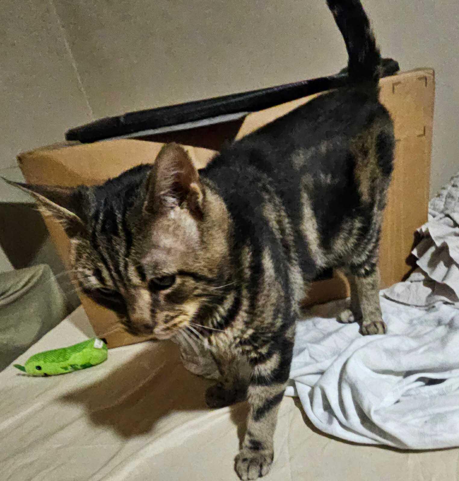 Enlarge Roscoe, a Adoptable Domestic Short Hair in Keansburg, NJ image 3/6