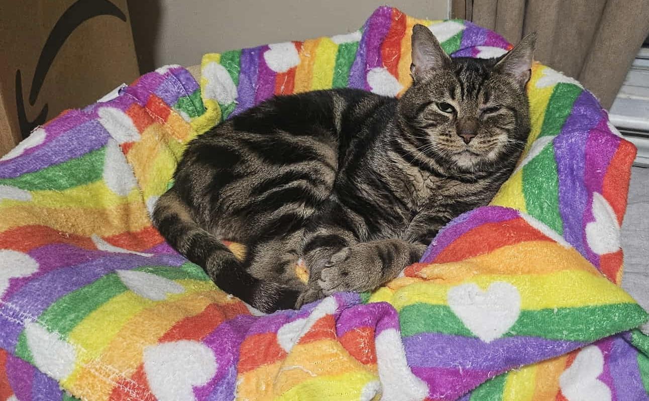 Enlarge Roscoe, a Adoptable Domestic Short Hair in Keansburg, NJ image 1/6