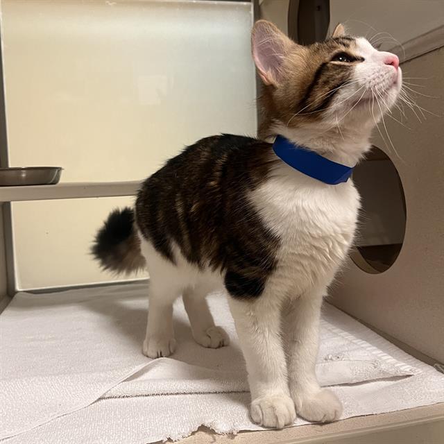 ZION, Adoptable, Kitten Male Domestic Short Hair.