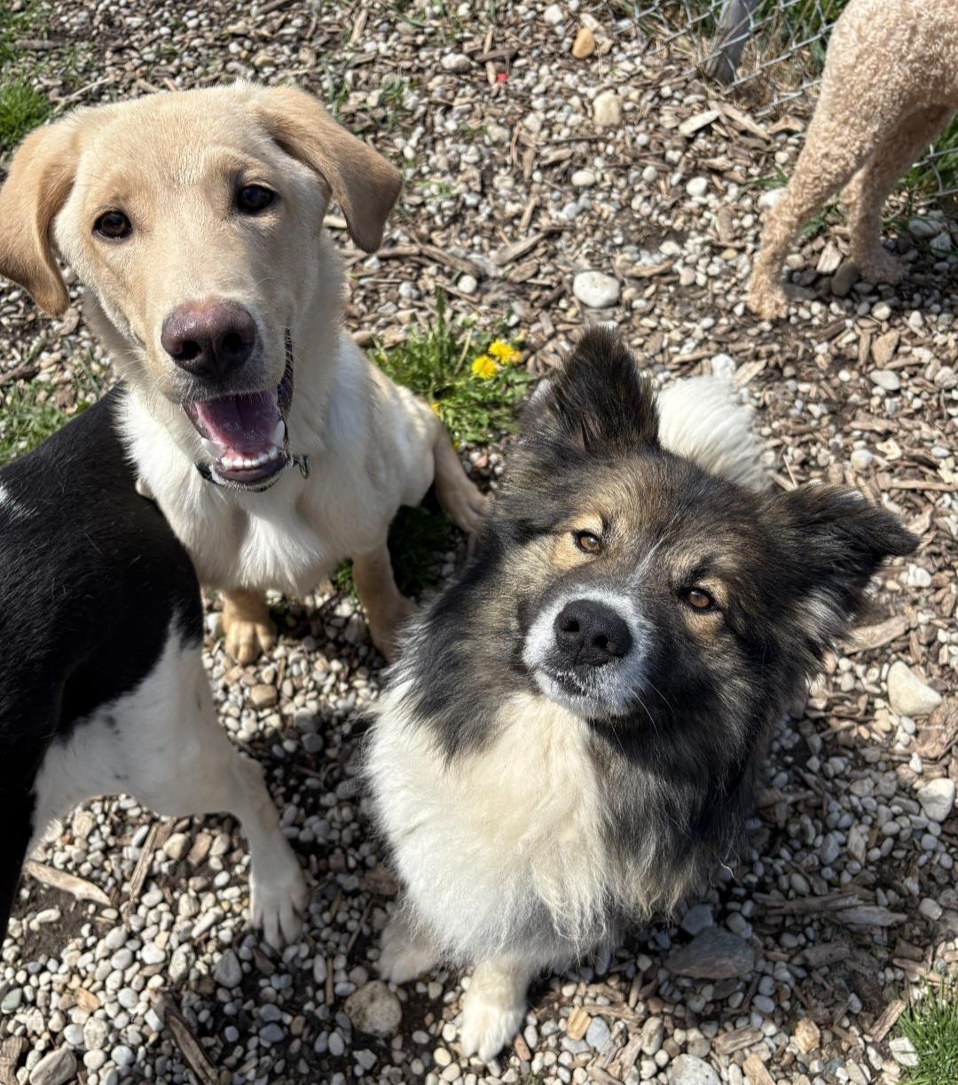 Buckley, a ADOPTABLE mixed breed in Kemble, ON image 4/4