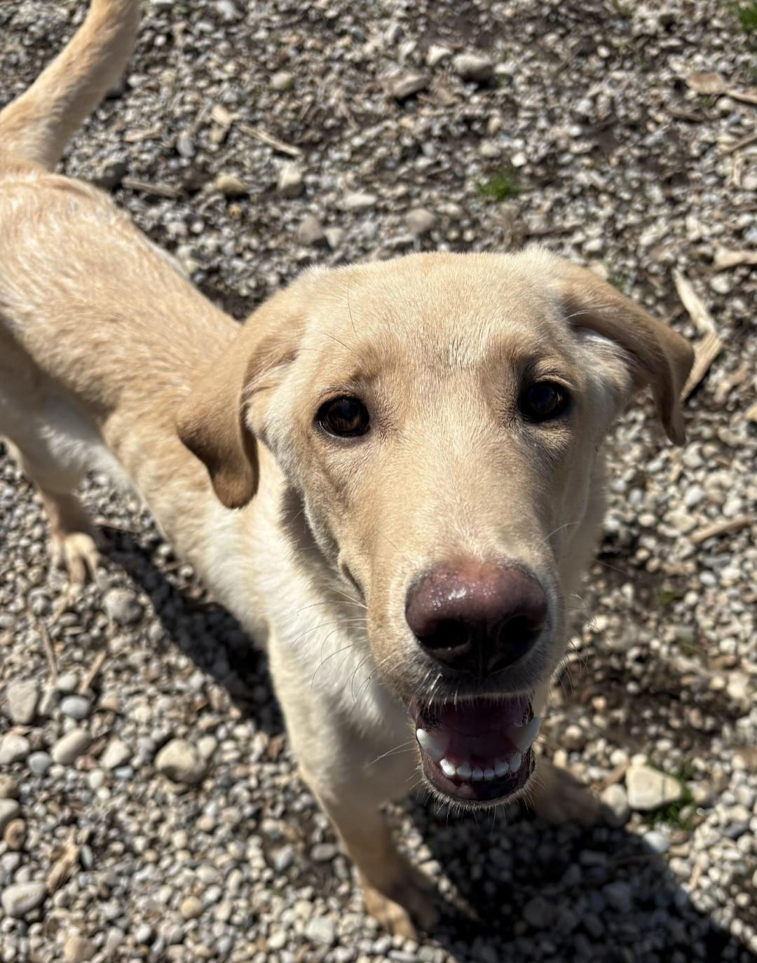 Buckley, a ADOPTABLE mixed breed in Kemble, ON image 2/4