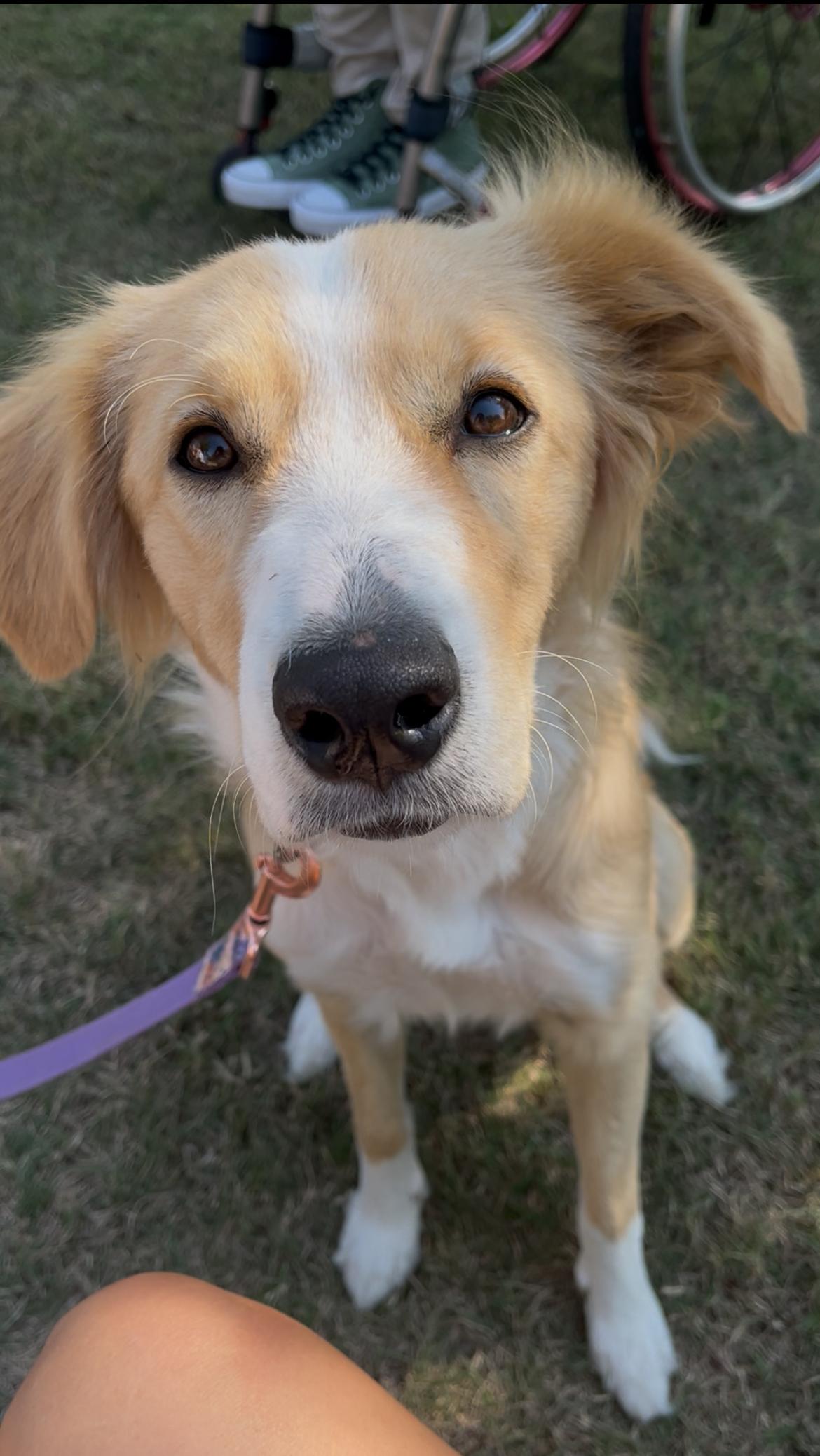 Enlarge Arwen, an adopted Border Collie in Choctaw, OK image 2/4