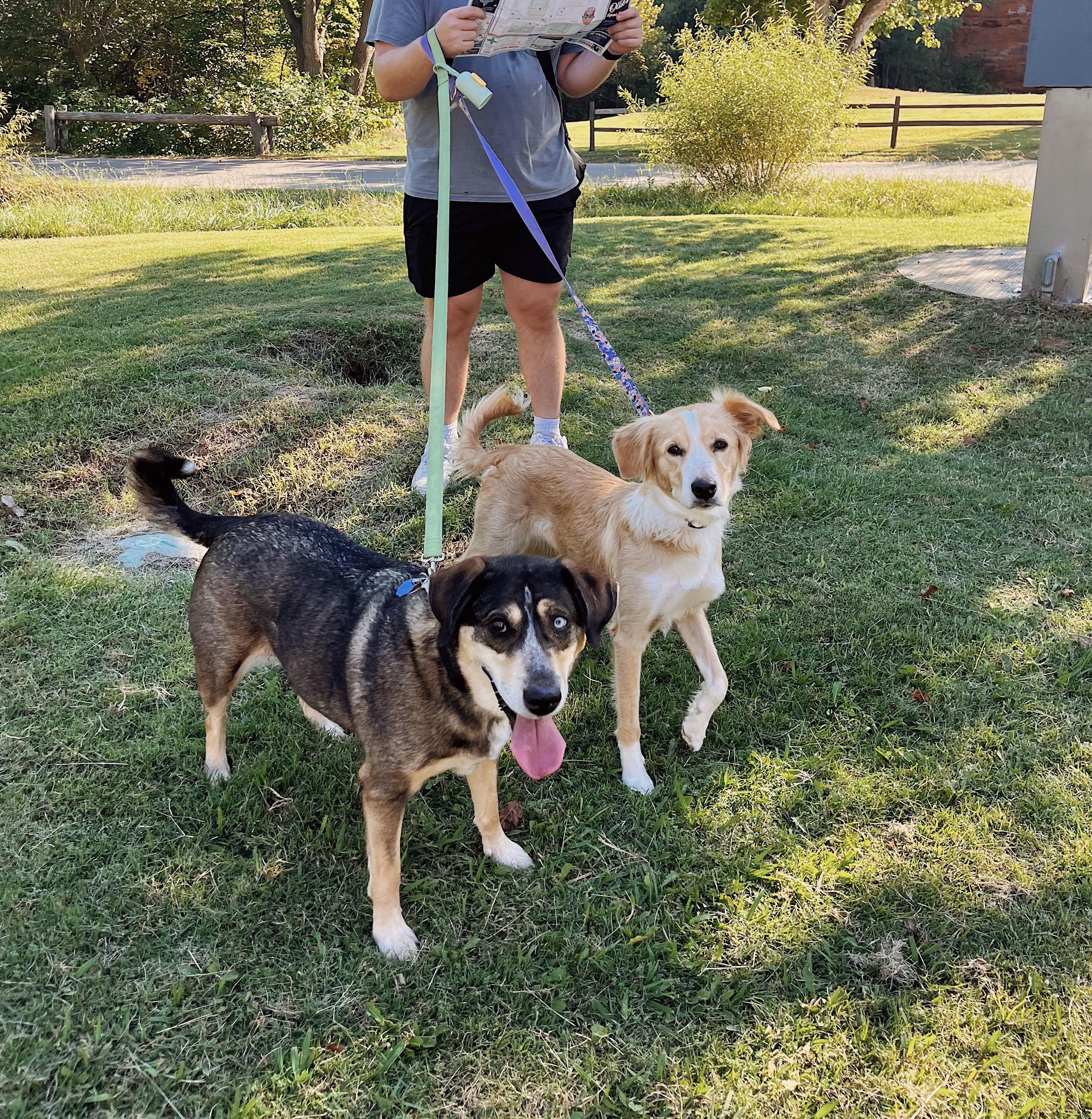 Enlarge Arwen, an adopted Border Collie in Choctaw, OK image 4/4