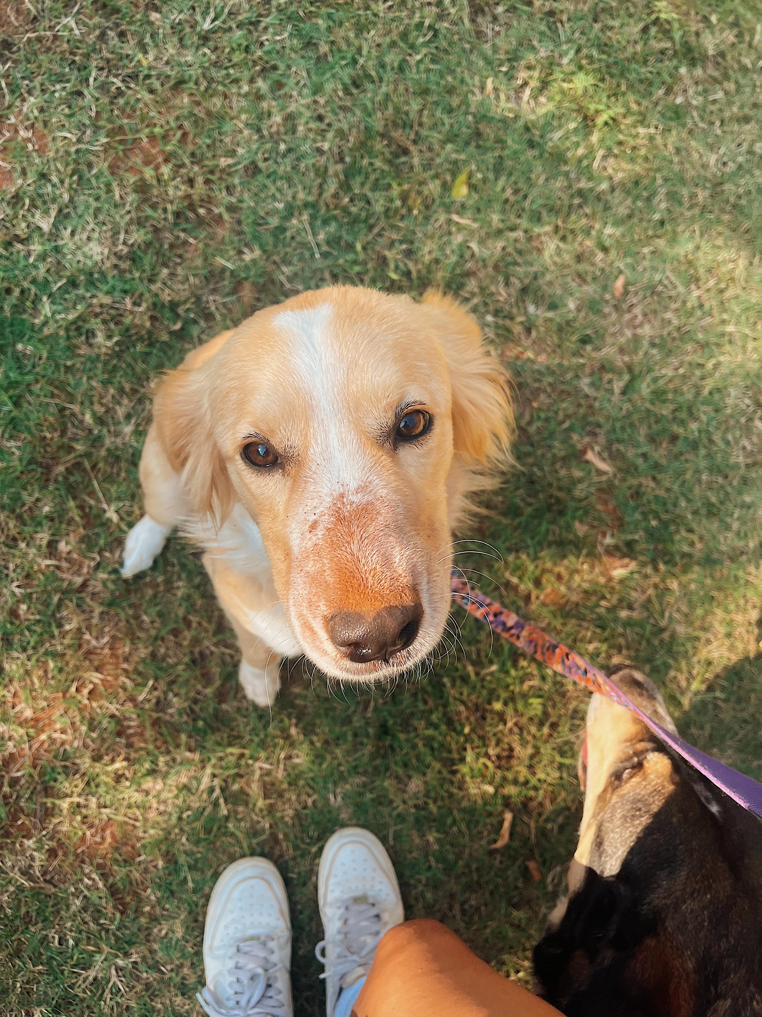 Enlarge Arwen, an adopted Border Collie in Choctaw, OK image 1/4