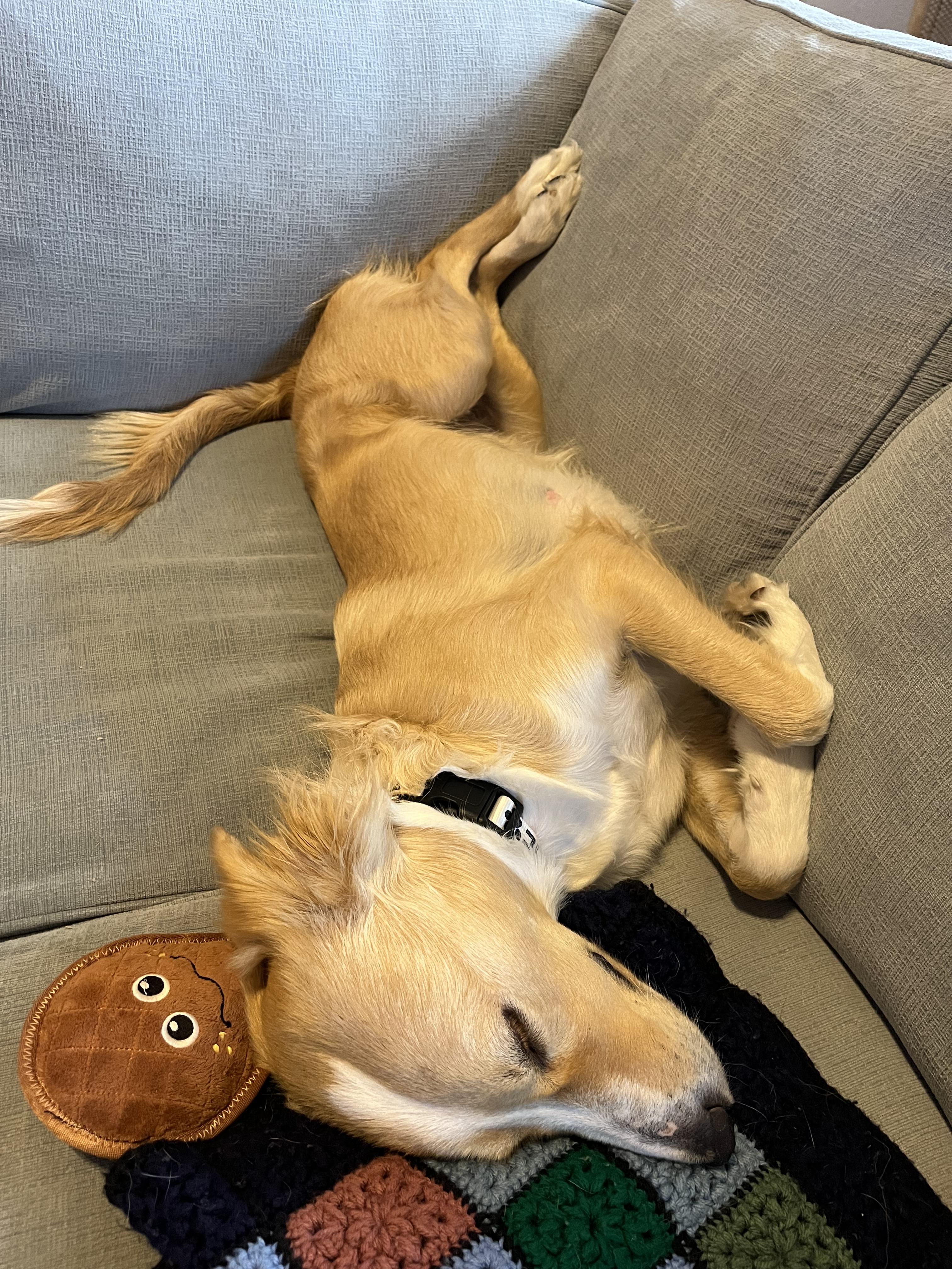 Enlarge Arwen, an adopted Border Collie in Choctaw, OK image 3/4