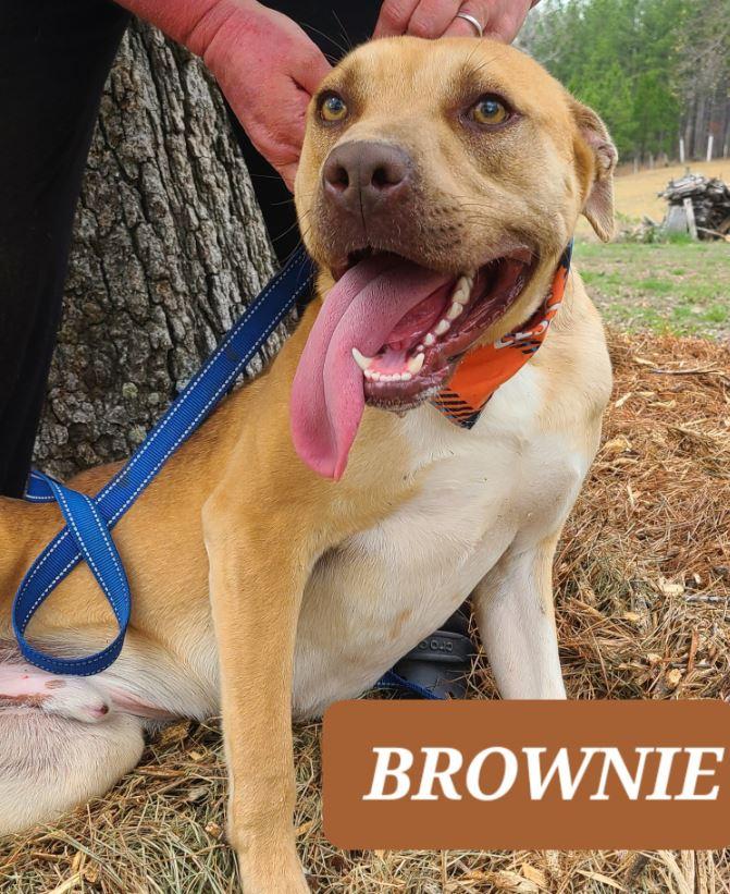 Enlarge Brownie, a ADOPTABLE mixed breed in Clarksville, VA image 1/1