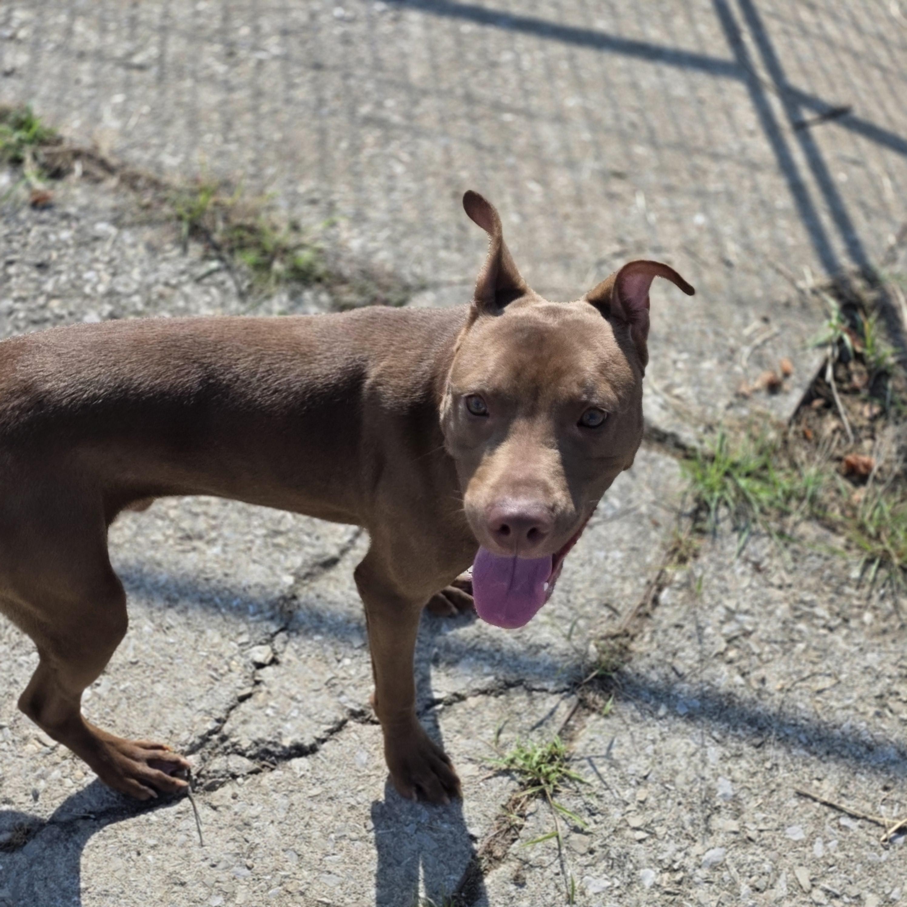 Zurich, Adopted, Young Male American Staffordshire Terrier.