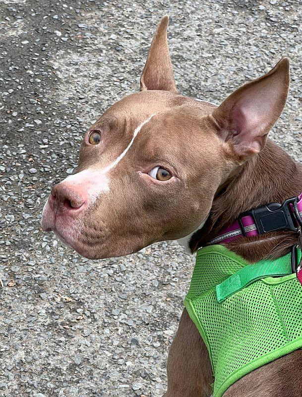 Enlarge Kay, a ADOPTABLE mixed breed in Berkeley, CA image 2/6