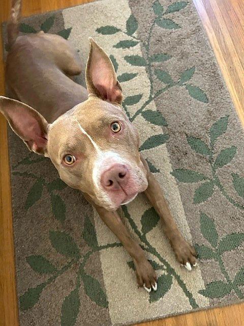 Enlarge Kay, a ADOPTABLE mixed breed in Berkeley, CA image 5/6