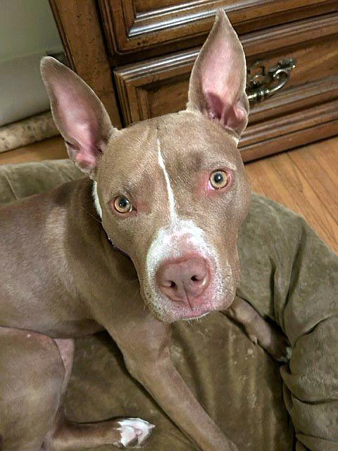 Enlarge Kay, a ADOPTABLE mixed breed in Berkeley, CA image 6/6