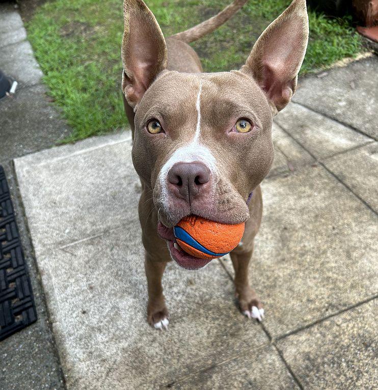 Enlarge Kay, a ADOPTABLE mixed breed in Berkeley, CA image 1/6