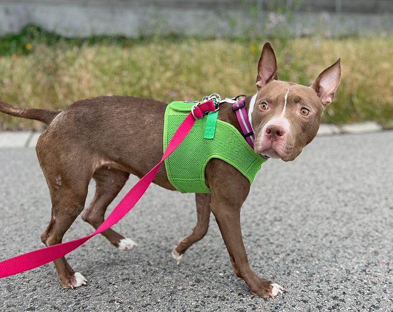 Enlarge Kay, a ADOPTABLE mixed breed in Berkeley, CA image 4/6